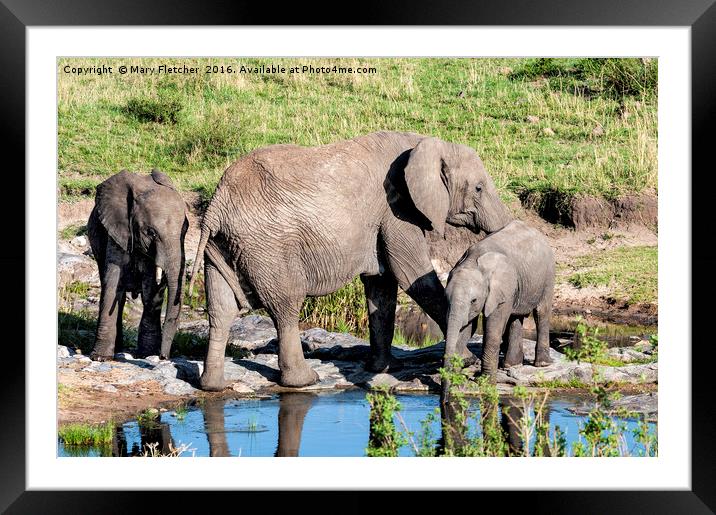The Watering Hole Framed Mounted Print by Mary Fletcher