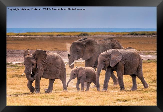 African Elephant Family Framed Print by Mary Fletcher