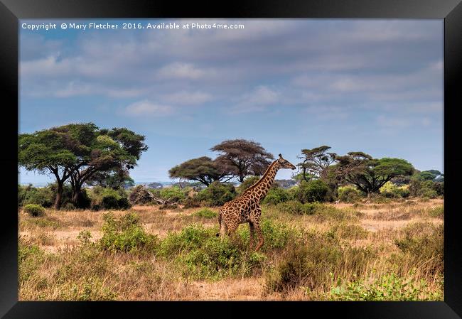 Giraffe in Africa Framed Print by Mary Fletcher