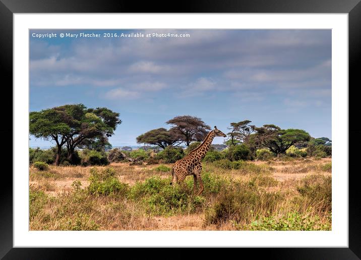 Giraffe in Africa Framed Mounted Print by Mary Fletcher