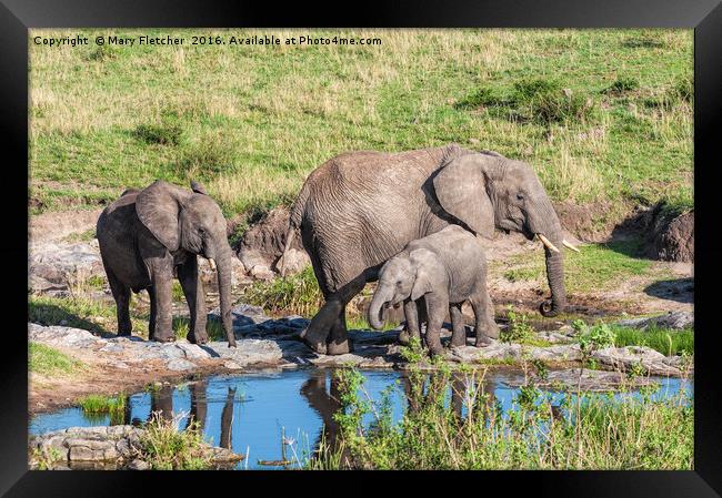 Elephant Family at a watering hole. Framed Print by Mary Fletcher
