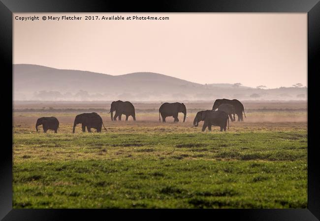Elephant Herd Framed Print by Mary Fletcher