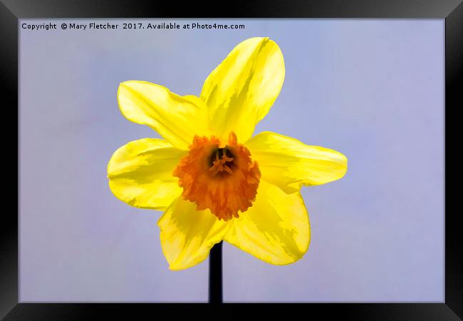 Daffodil Framed Print by Mary Fletcher