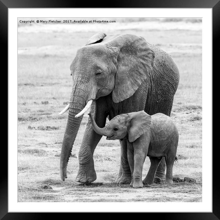 Elepant Mother and Calf Framed Mounted Print by Mary Fletcher
