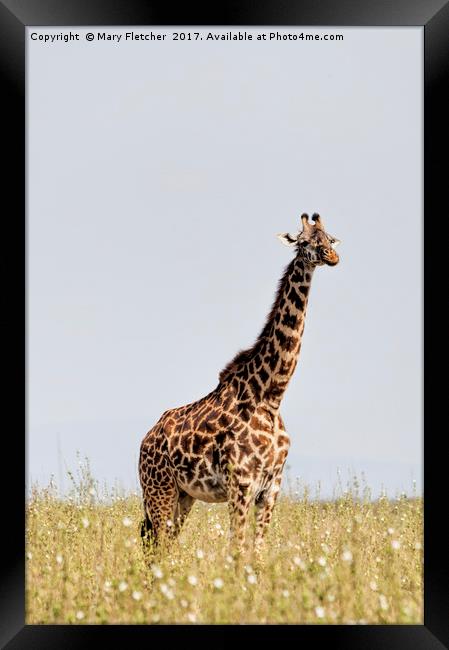 Giraffe Framed Print by Mary Fletcher