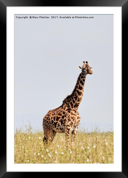 Giraffe Framed Mounted Print by Mary Fletcher