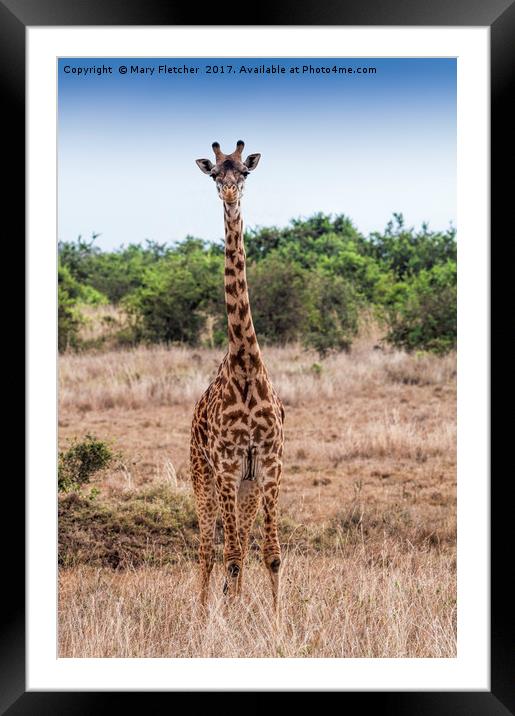 Giraffe Framed Mounted Print by Mary Fletcher