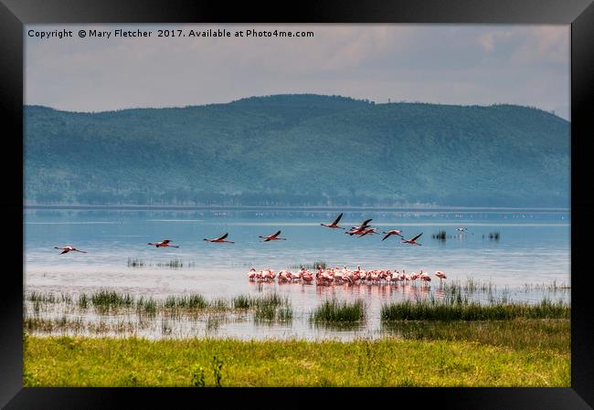 Flamingos on Lake Nakuru Framed Print by Mary Fletcher