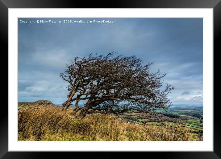 Bent Tree Framed Mounted Print by Mary Fletcher