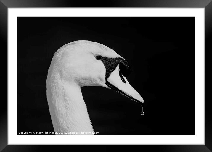 Mute Swan Framed Mounted Print by Mary Fletcher