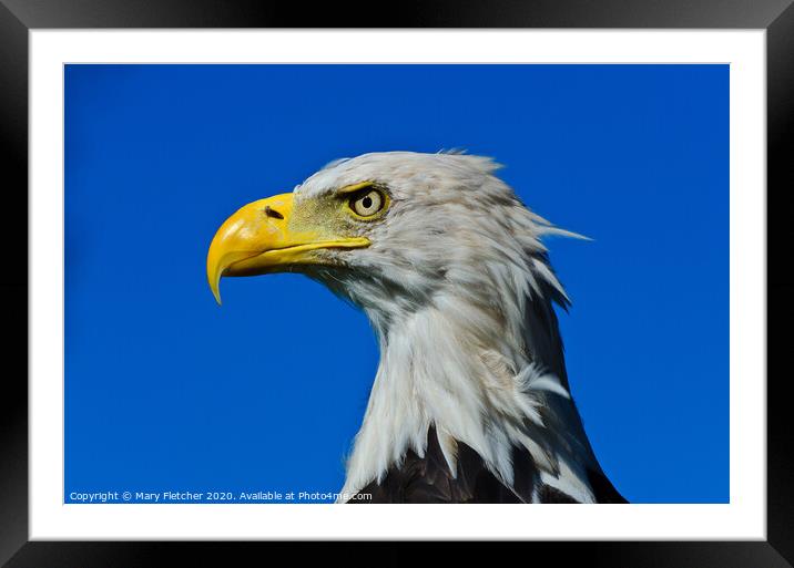 Eagle  Framed Mounted Print by Mary Fletcher