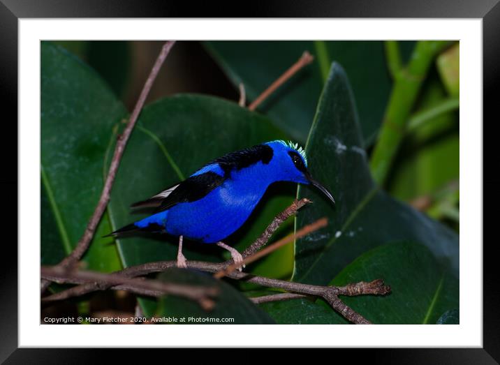 A small blue bird perched on a tree branch Framed Mounted Print by Mary Fletcher