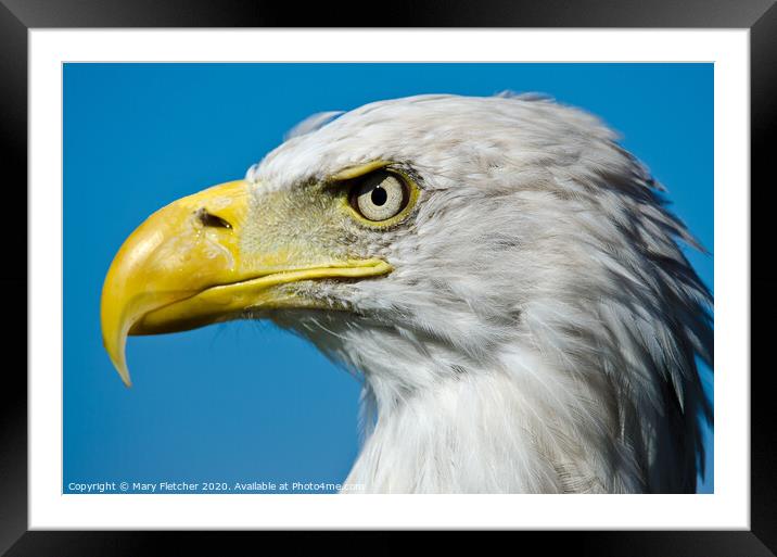 Eagle Framed Mounted Print by Mary Fletcher