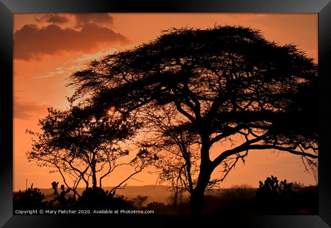 Acacia Tree at sunset Framed Print by Mary Fletcher