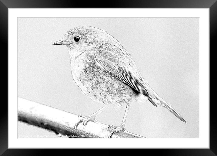 Robin Framed Mounted Print by Mary Fletcher
