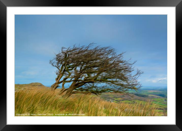 Windswept Tree Framed Mounted Print by Mary Fletcher