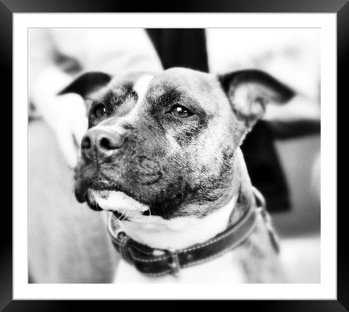Staffy Framed Mounted Print by James  Hare