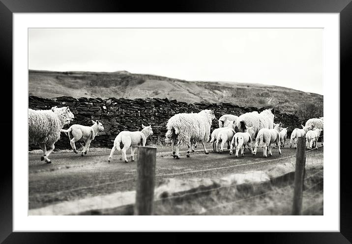 Sheep in the Dales Framed Mounted Print by James  Hare