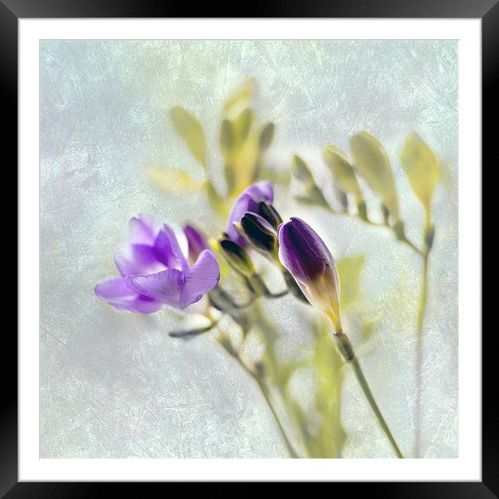 Freesia Framed Mounted Print by Pauline Lewis