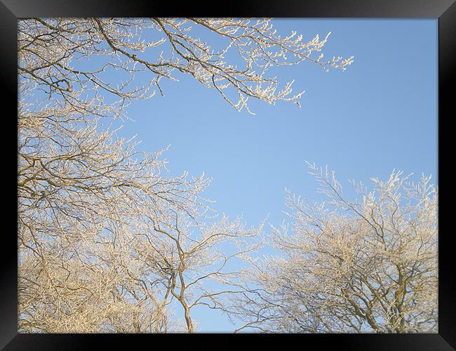 frosty morning Framed Print by Rhoda Howie