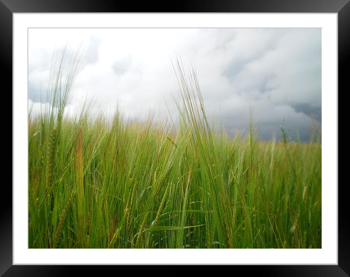 Storm clouds over barley field  Framed Mounted Print by Rhoda Howie