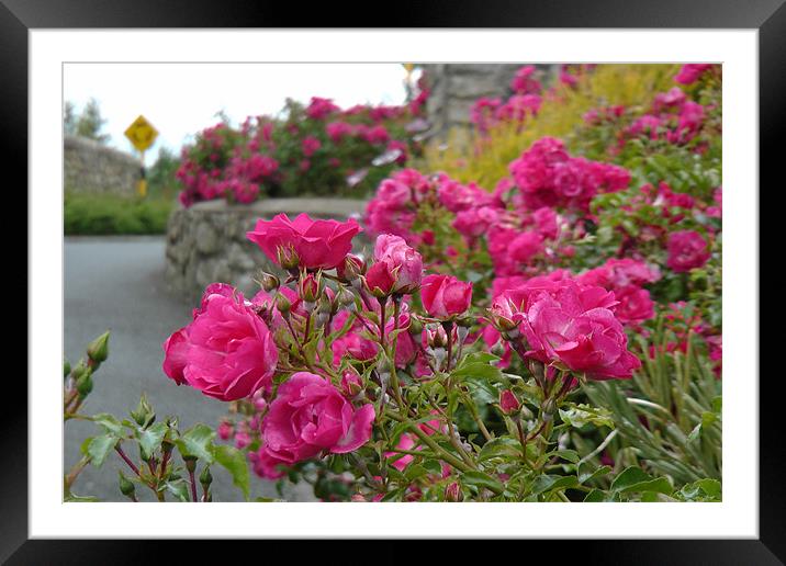 Road side Roses Framed Mounted Print by Don Rorke