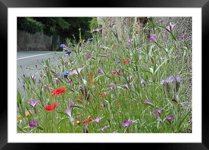 Wild Flowers on the Roadside Framed Mounted Print by Don Rorke