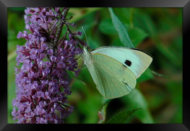 White Butterfly on Purple Flower Framed Print by Don Rorke