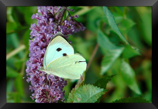 White Butterfly on Purple Flower 2 Framed Print by Don Rorke