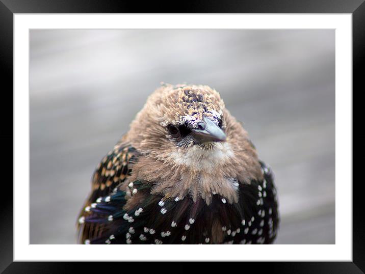 Little Starling Framed Mounted Print by Hippy Soul
