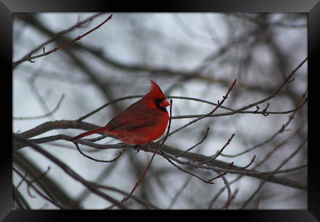 Northern Cardinal Framed Print by stacey meyer