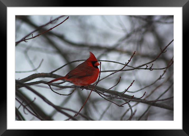 Northern Cardinal Framed Mounted Print by stacey meyer