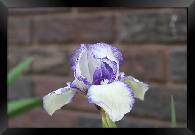 Purple Iris Framed Print by stacey meyer