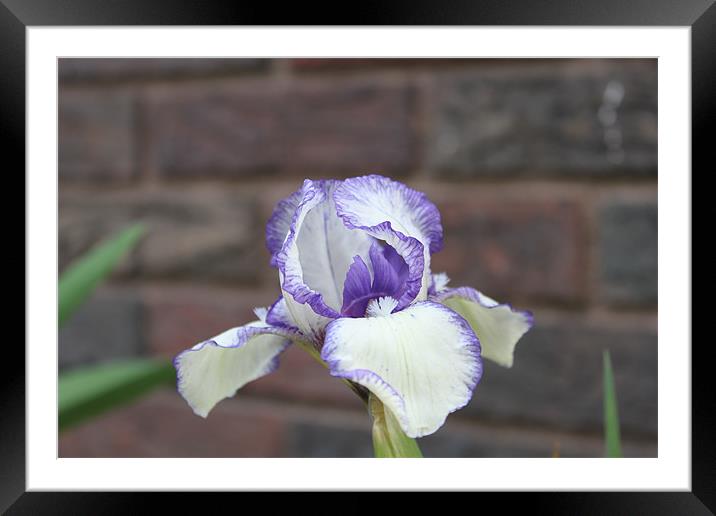 Purple Iris Framed Mounted Print by stacey meyer