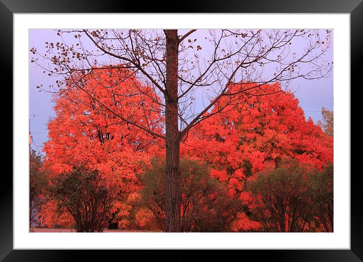 Fall Color Framed Mounted Print by stacey meyer
