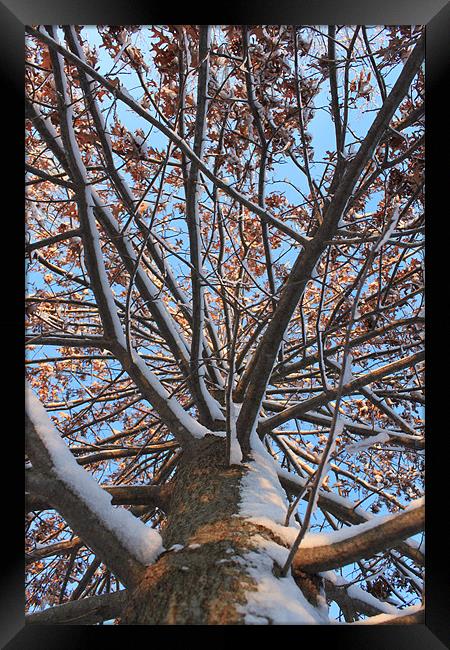 Pin Oak in Winter Framed Print by stacey meyer