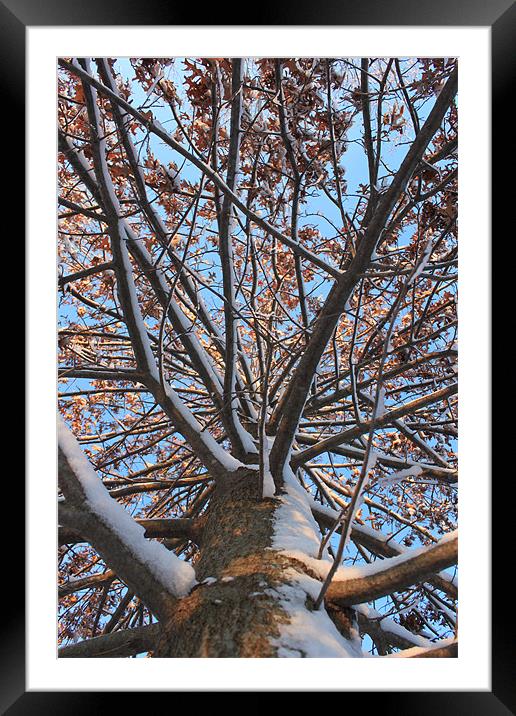 Pin Oak in Winter Framed Mounted Print by stacey meyer