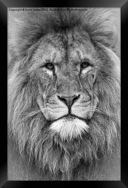 The lion king. Framed Print by barry jones
