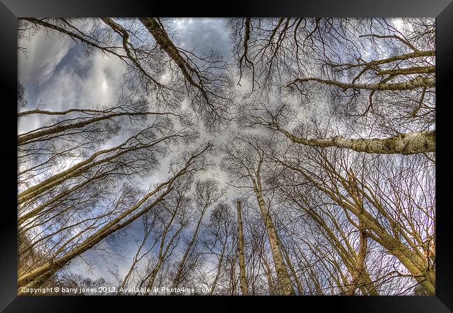 Looking to the tree top. Framed Print by barry jones
