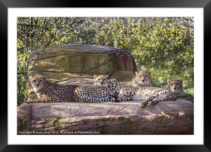 Coalition of cheetahs Framed Mounted Print by barry jones