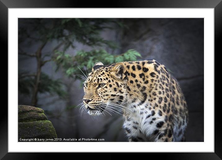 Leopard Framed Mounted Print by barry jones