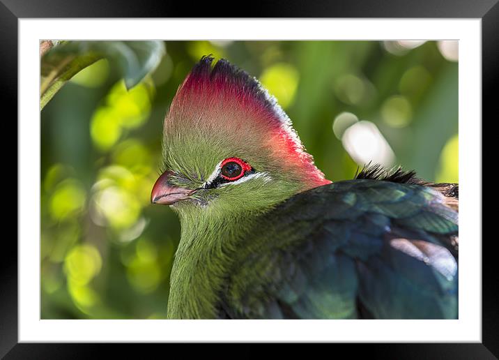 Fischer’s turaco Framed Mounted Print by Kelvin Rumsby