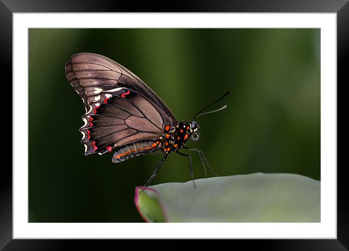 brown butterfly Framed Mounted Print by Kelvin Rumsby