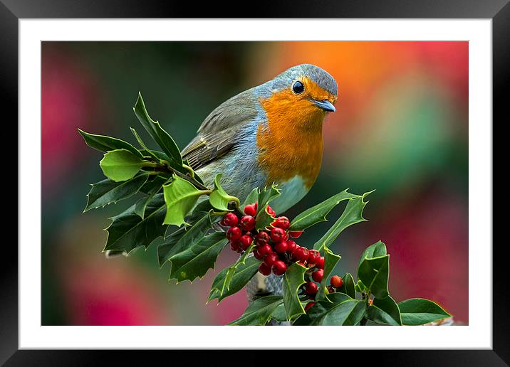 Xmas robin Framed Mounted Print by Kelvin Rumsby