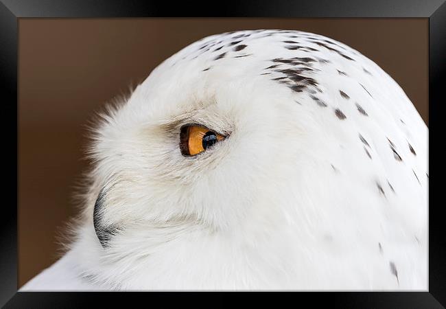  snowy owl Framed Print by Kelvin Rumsby
