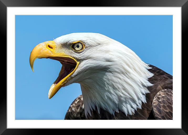 bald eagle Framed Mounted Print by Kelvin Rumsby