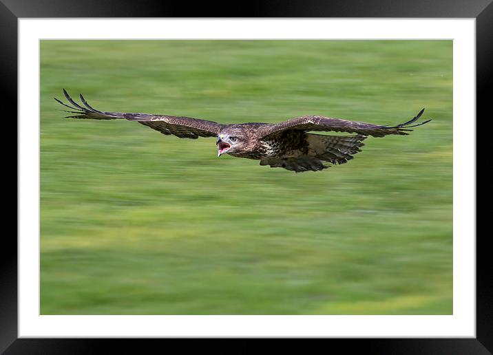  buzzard, attack Framed Mounted Print by Kelvin Rumsby