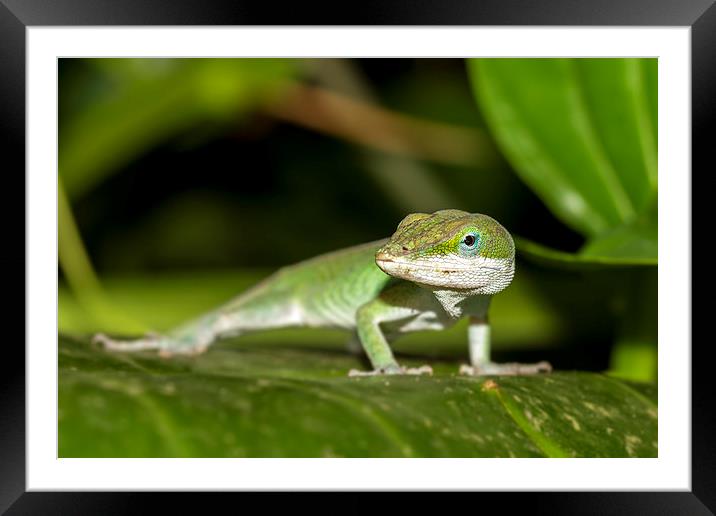 anole Framed Mounted Print by Kelvin Rumsby