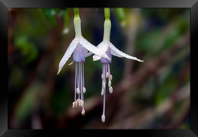  fuchsia Framed Print by Kelvin Rumsby