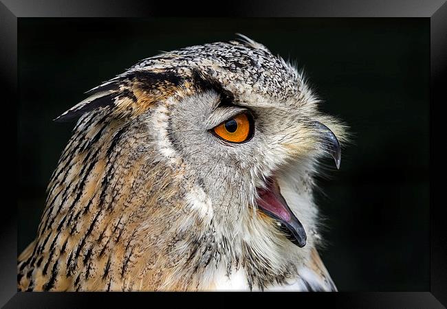 Eagle owl Framed Print by Kelvin Rumsby